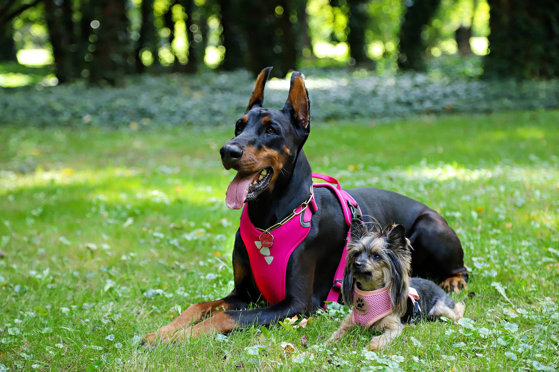 Dog harness on 2 dogs